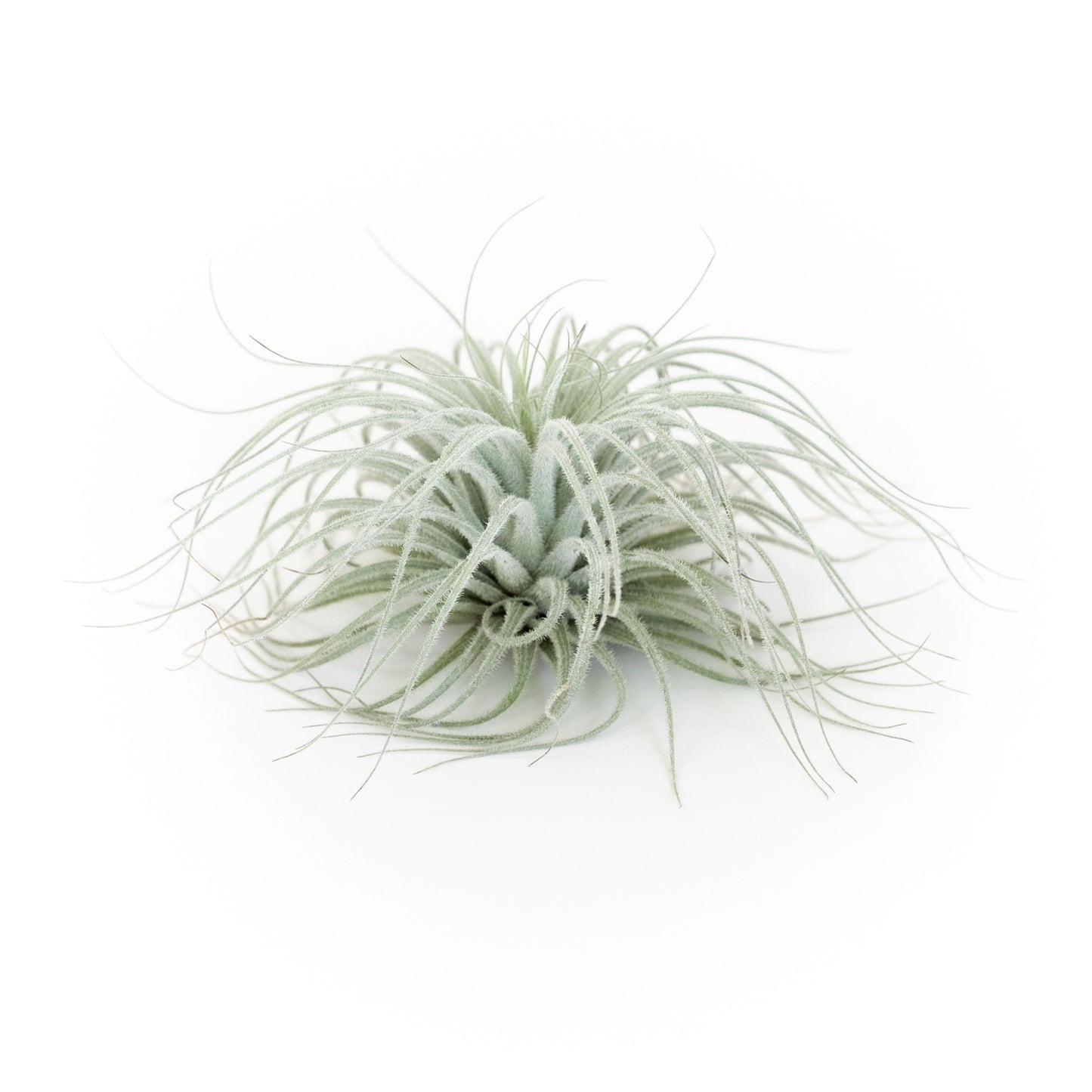 Tillandsia Tectorum Ecuador Air Plants - Set of 3, 6 or 9