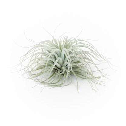 Tillandsia Tectorum Ecuador Air Plants - Set of 3, 6 or 9