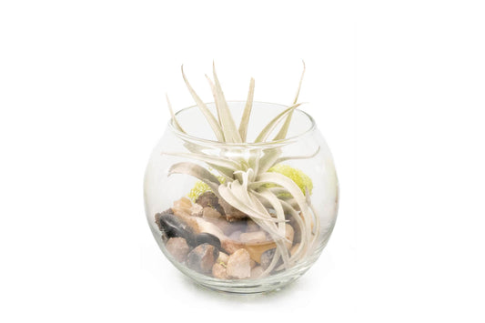 Air Plant Bubble Bowl Terrarium