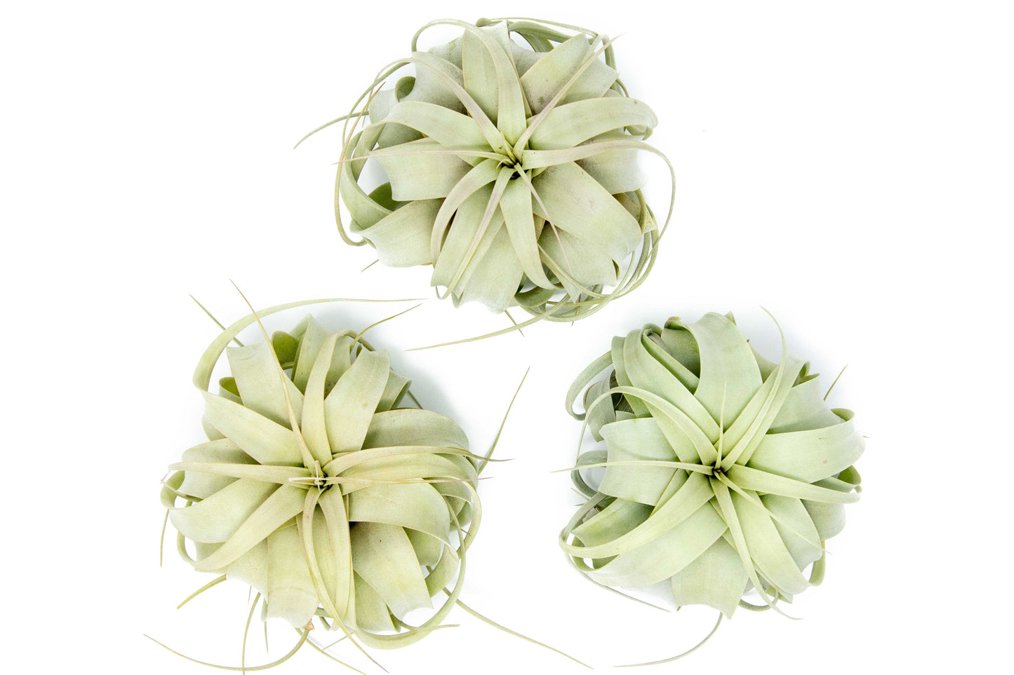 Tillandsia Xerographica Air Plant – Medium (5–6 Inches) – airplant