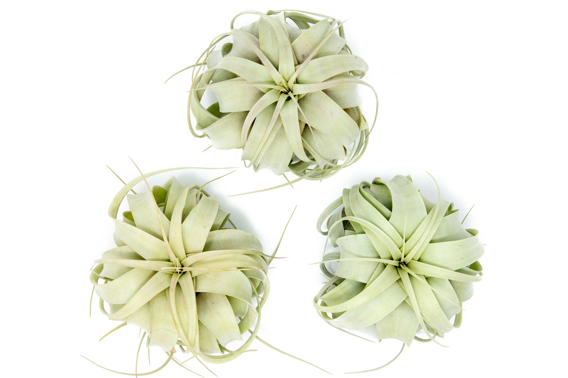 Tillandsia Xerographica Air Plant – Medium (5–6 Inches) – airplant