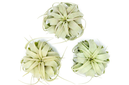 Tillandsia Xerographica Air Plant – Medium (5–6 Inches) – airplant
