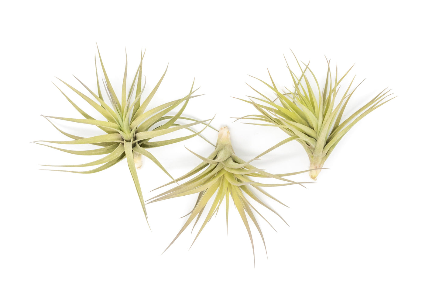 Tillandsia Aeranthos - Clavel del Aire - "Carnation of the Air" Air Plants