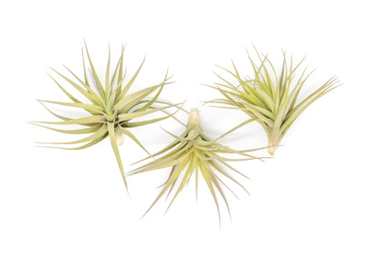 Tillandsia Aeranthos - Clavel del Aire - "Carnation of the Air" Air Plants