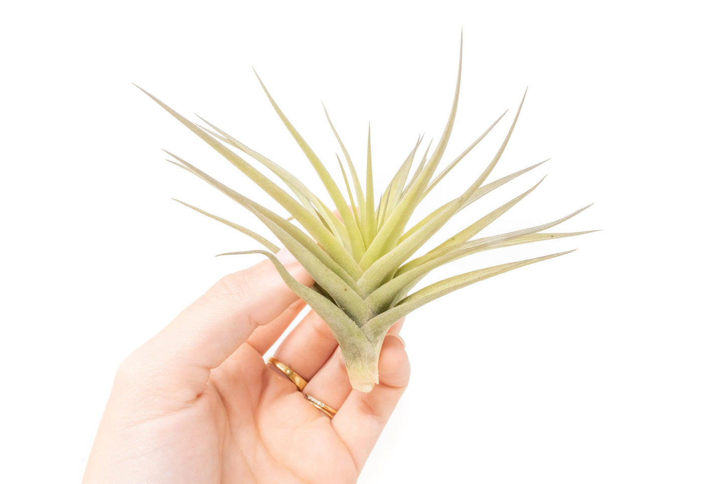 Tillandsia Aeranthos - Clavel del Aire - "Carnation of the Air" Air Plants