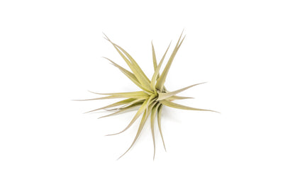 Tillandsia Aeranthos - Clavel del Aire - "Carnation of the Air" Air Plants