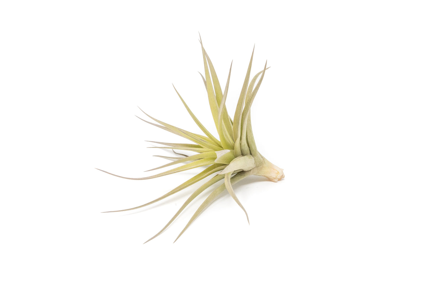 Tillandsia Aeranthos - Clavel del Aire - "Carnation of the Air" Air Plants