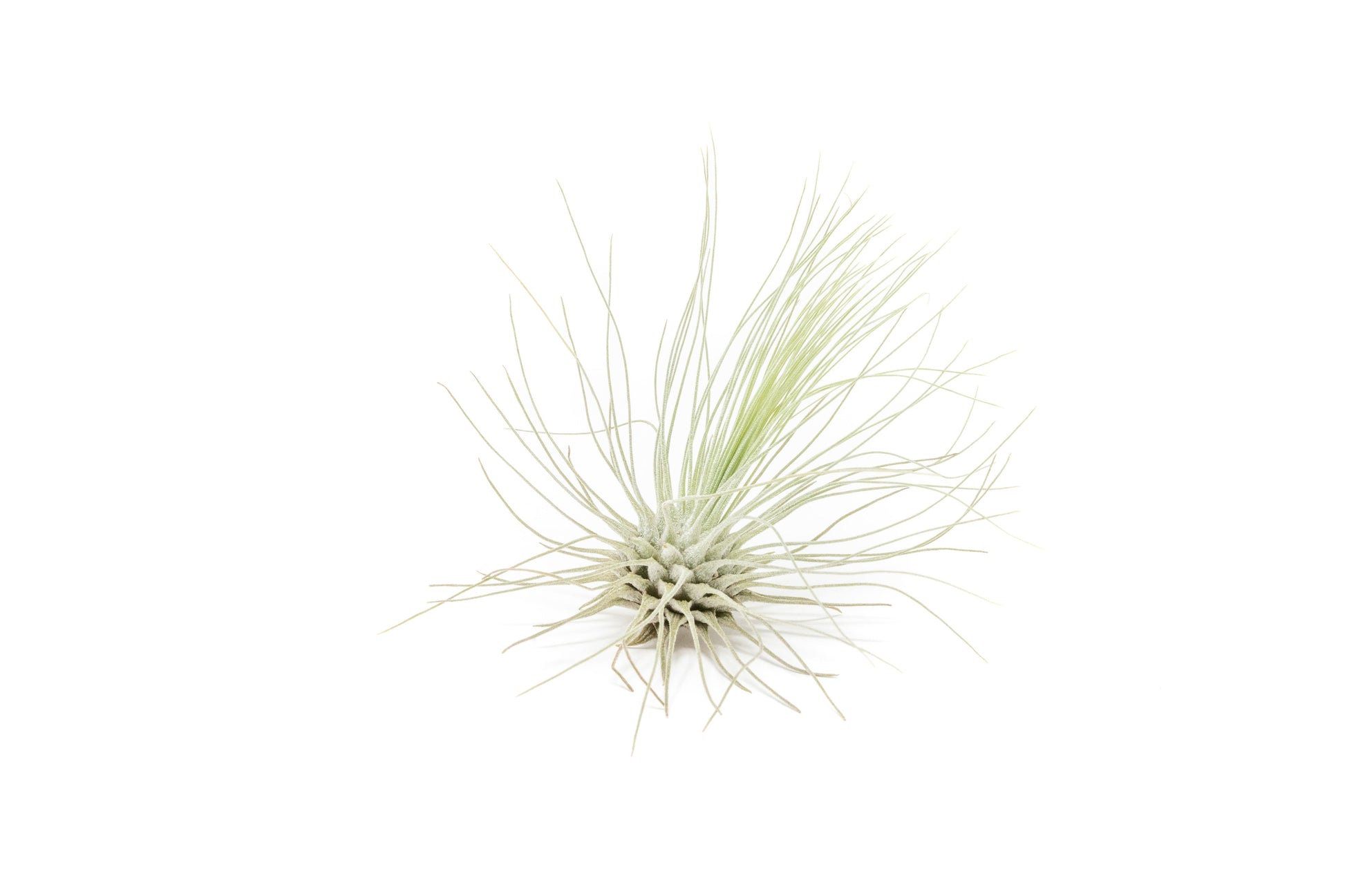 Tillandsia Argentea Thin Air Plants – airplant