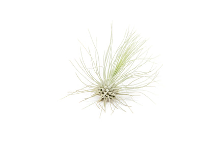 Tillandsia Argentea Thin Air Plants – airplant