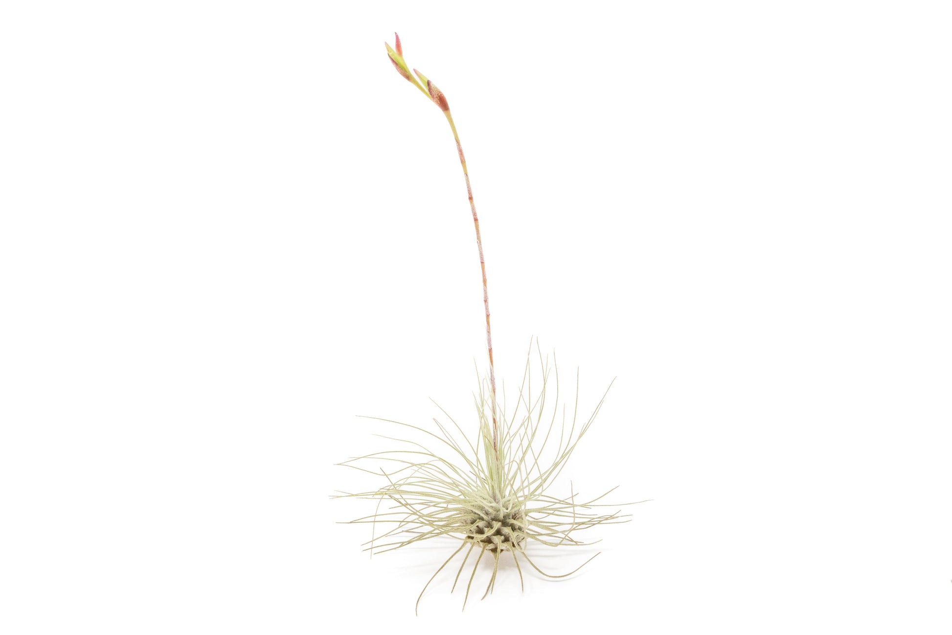 Tillandsia Argentea Thin Air Plants – airplant