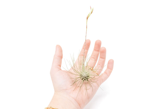 Tillandsia Argentea Thin Air Plants – airplant