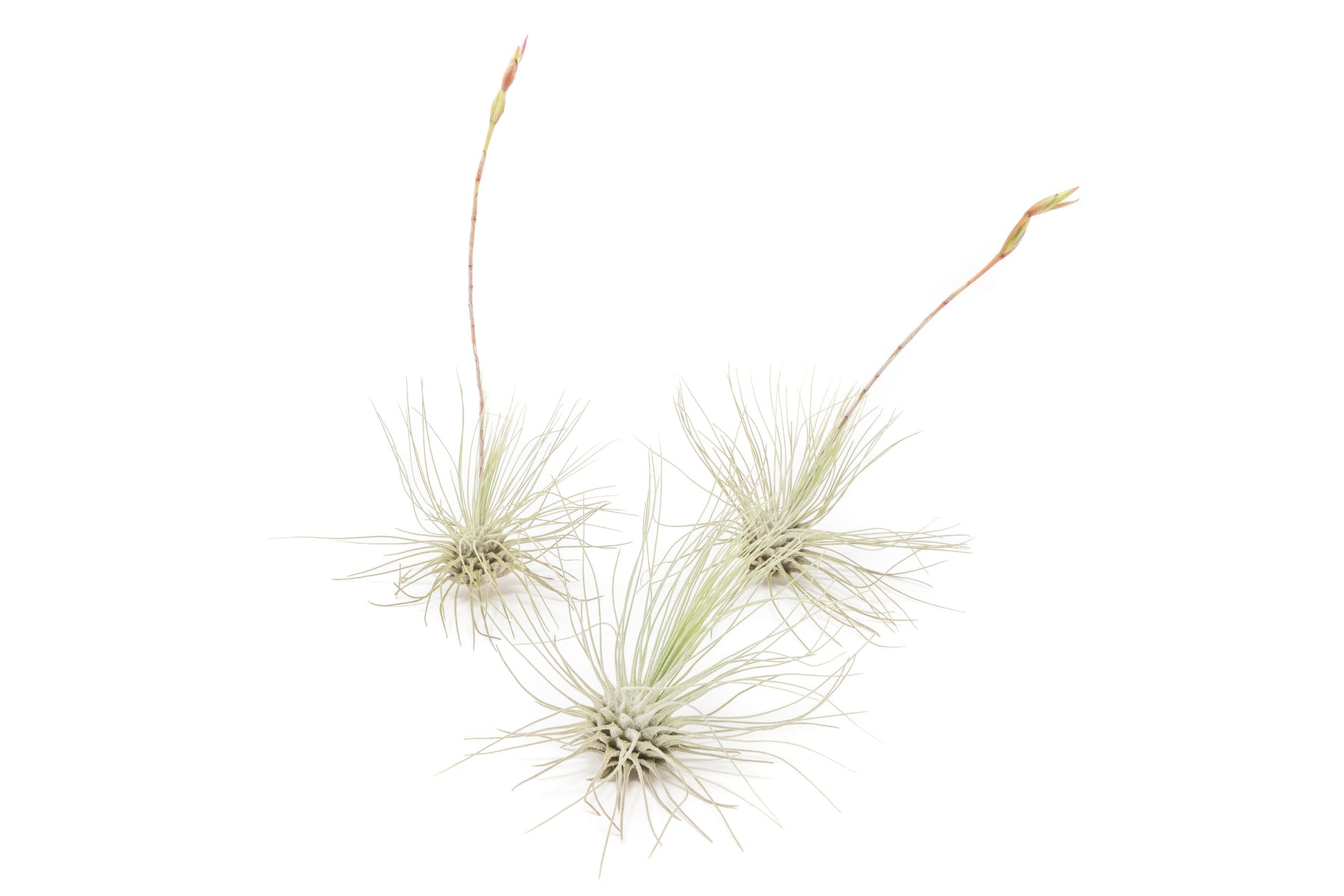 Tillandsia Argentea Thin Air Plants – airplant