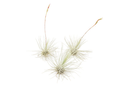 Tillandsia Argentea Thin Air Plants – airplant