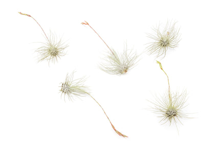Tillandsia Argentea Thin Air Plants – airplant