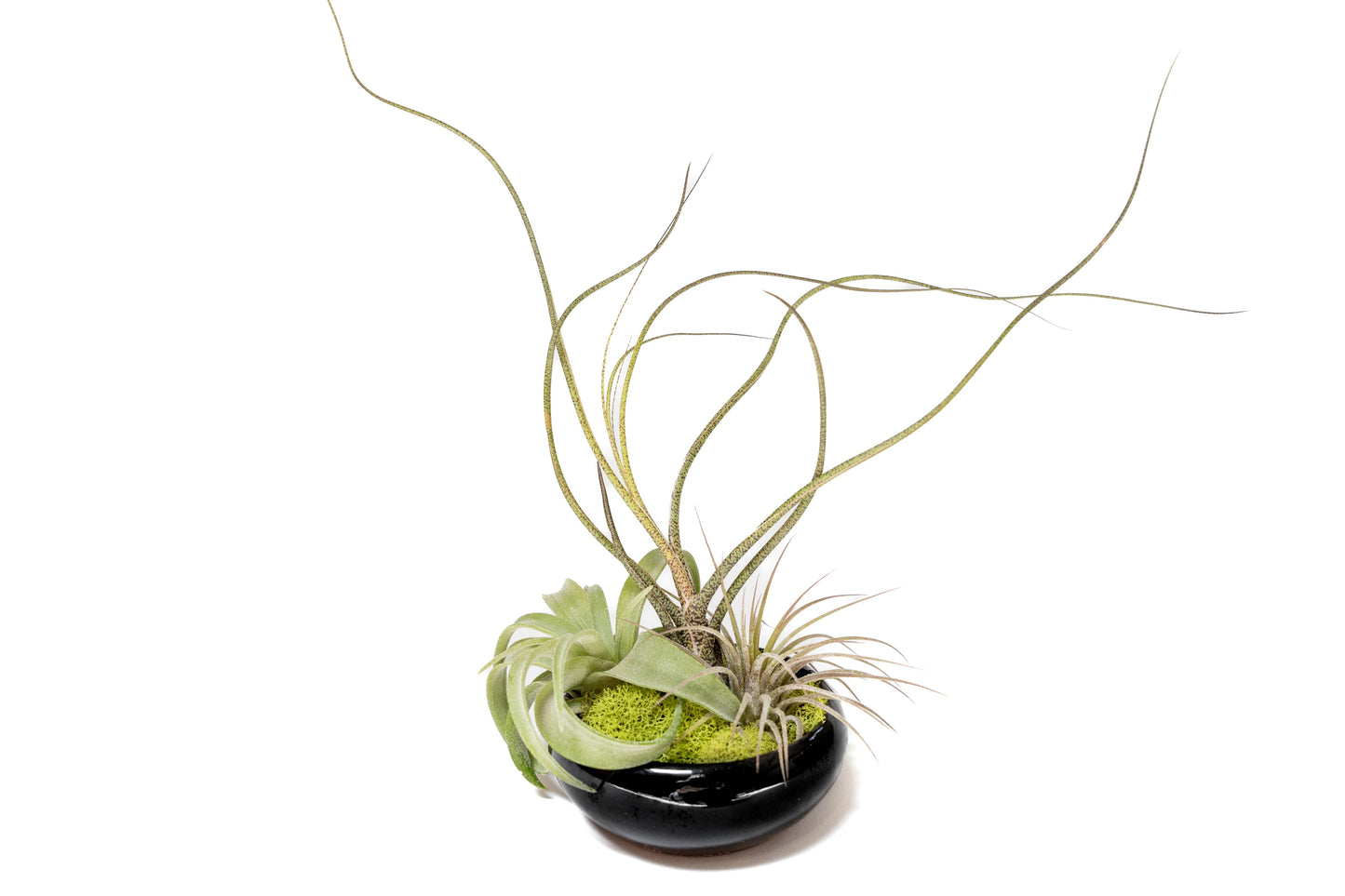 Fully Assembled Tillandsia Air Plant Dish Garden in Black Glazed Container –