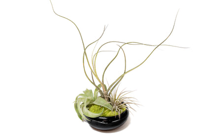 Fully Assembled Tillandsia Air Plant Dish Garden in Black Glazed Container –