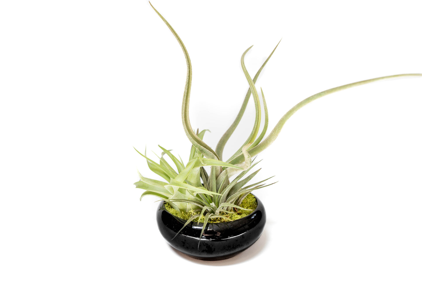 Fully Assembled Tillandsia Air Plant Dish Garden in Black Glazed Container –