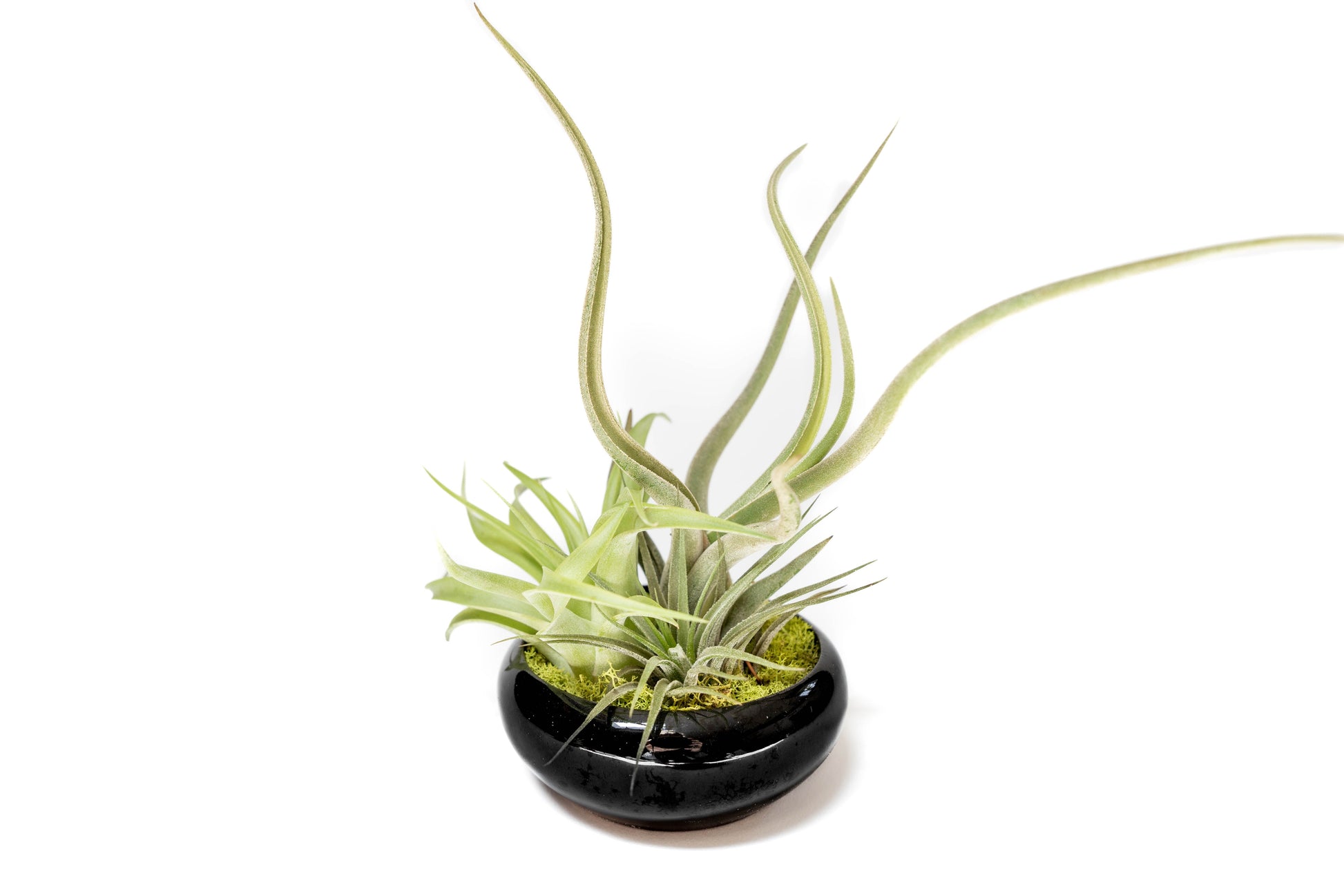 Fully Assembled Tillandsia Air Plant Dish Garden in Black Glazed Container –