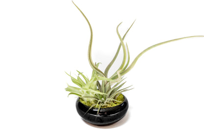 Fully Assembled Tillandsia Air Plant Dish Garden in Black Glazed Container –
