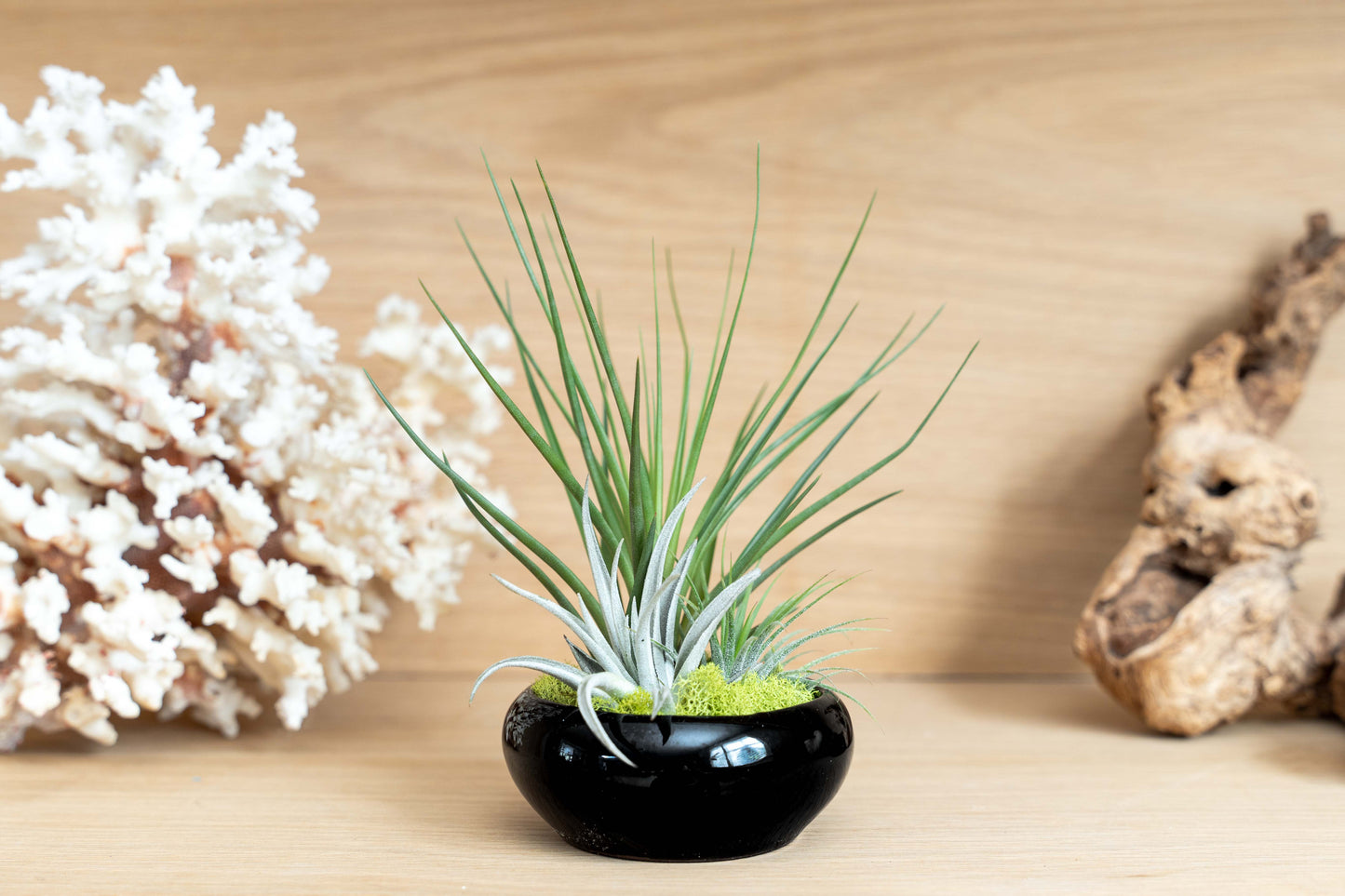 Fully Assembled Tillandsia Air Plant Dish Garden in Black Glazed Container –