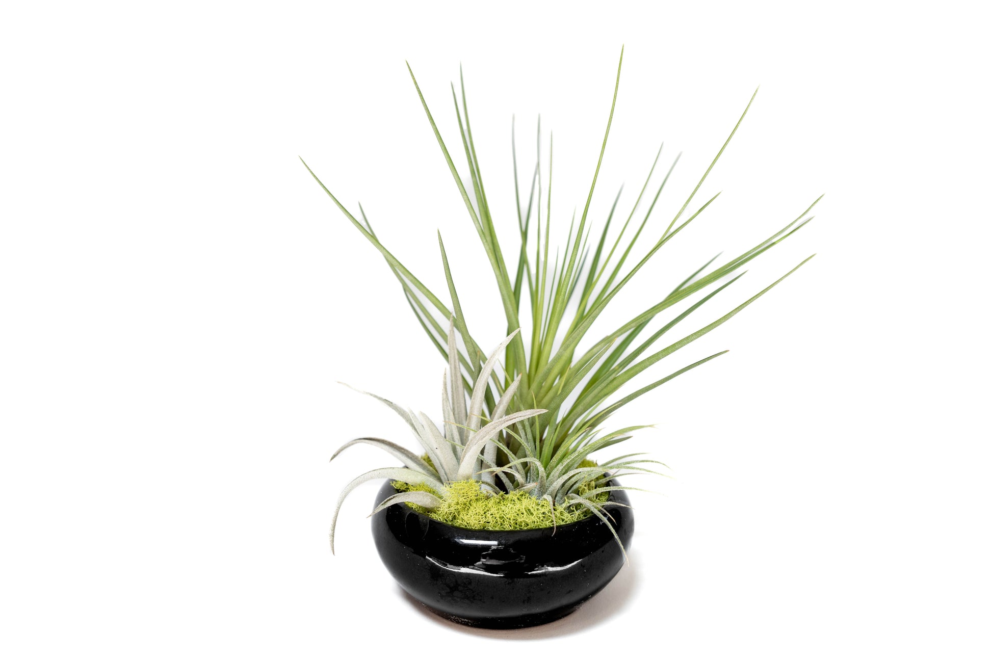 Fully Assembled Tillandsia Air Plant Dish Garden in Black Glazed Container –