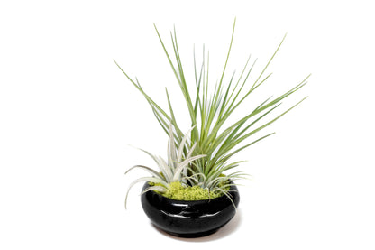 Fully Assembled Tillandsia Air Plant Dish Garden in Black Glazed Container –