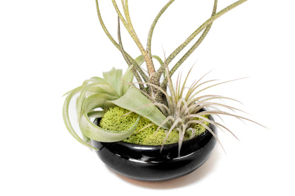 Fully Assembled Tillandsia Air Plant Dish Garden in Black Glazed Container –