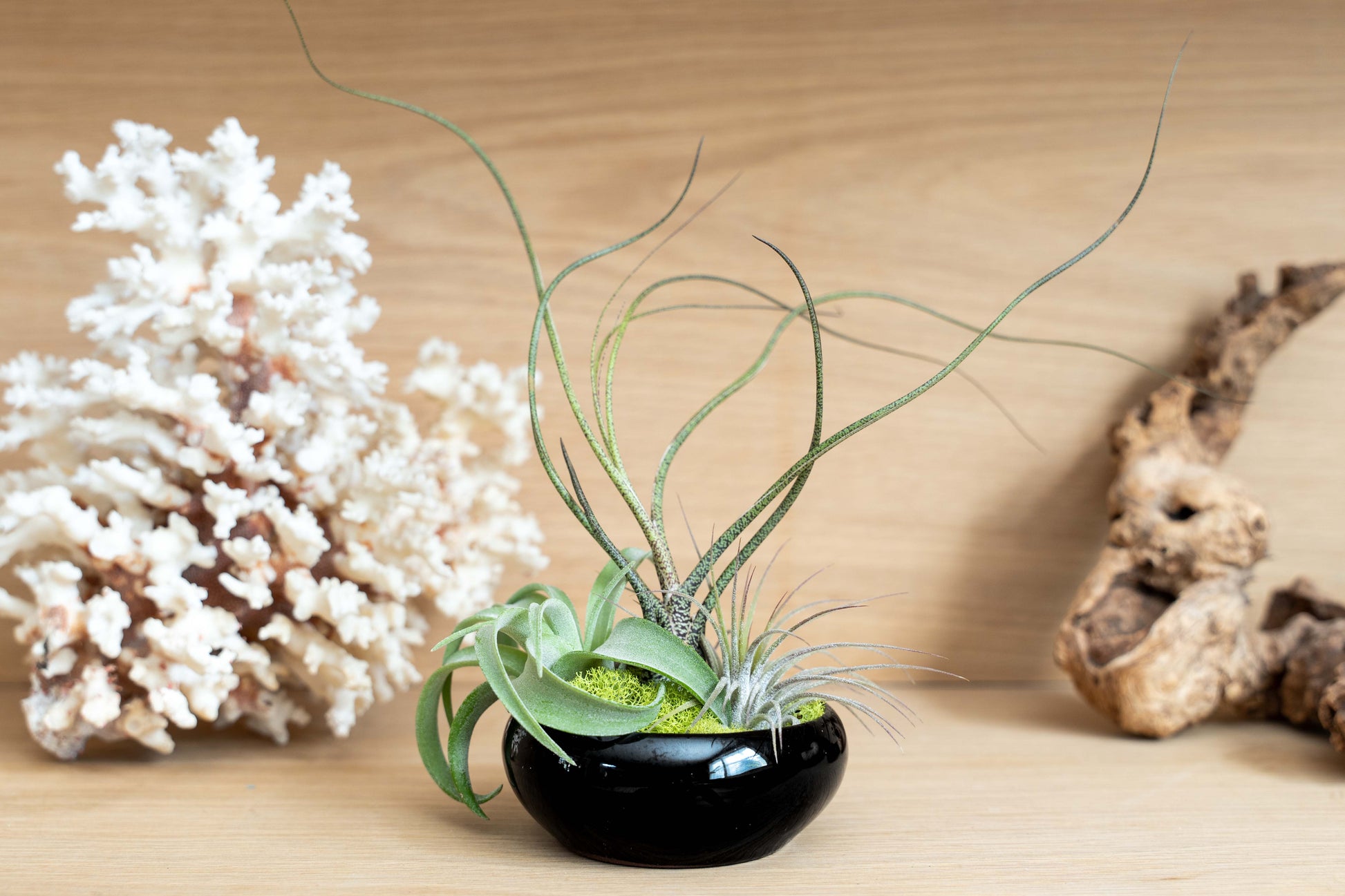 Fully Assembled Tillandsia Air Plant Dish Garden in Black Glazed Container –