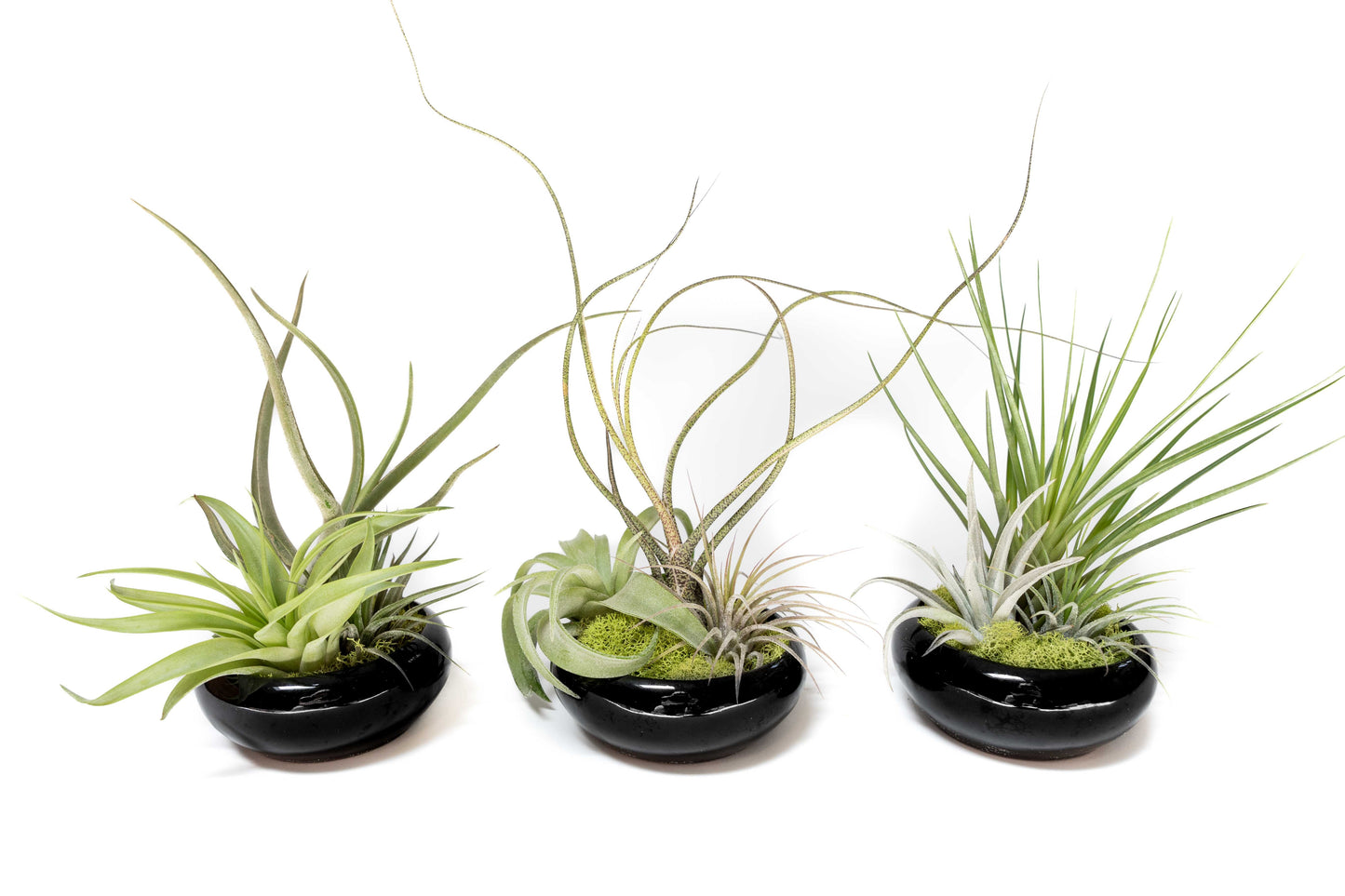 Fully Assembled Tillandsia Air Plant Dish Garden in Black Glazed Container –