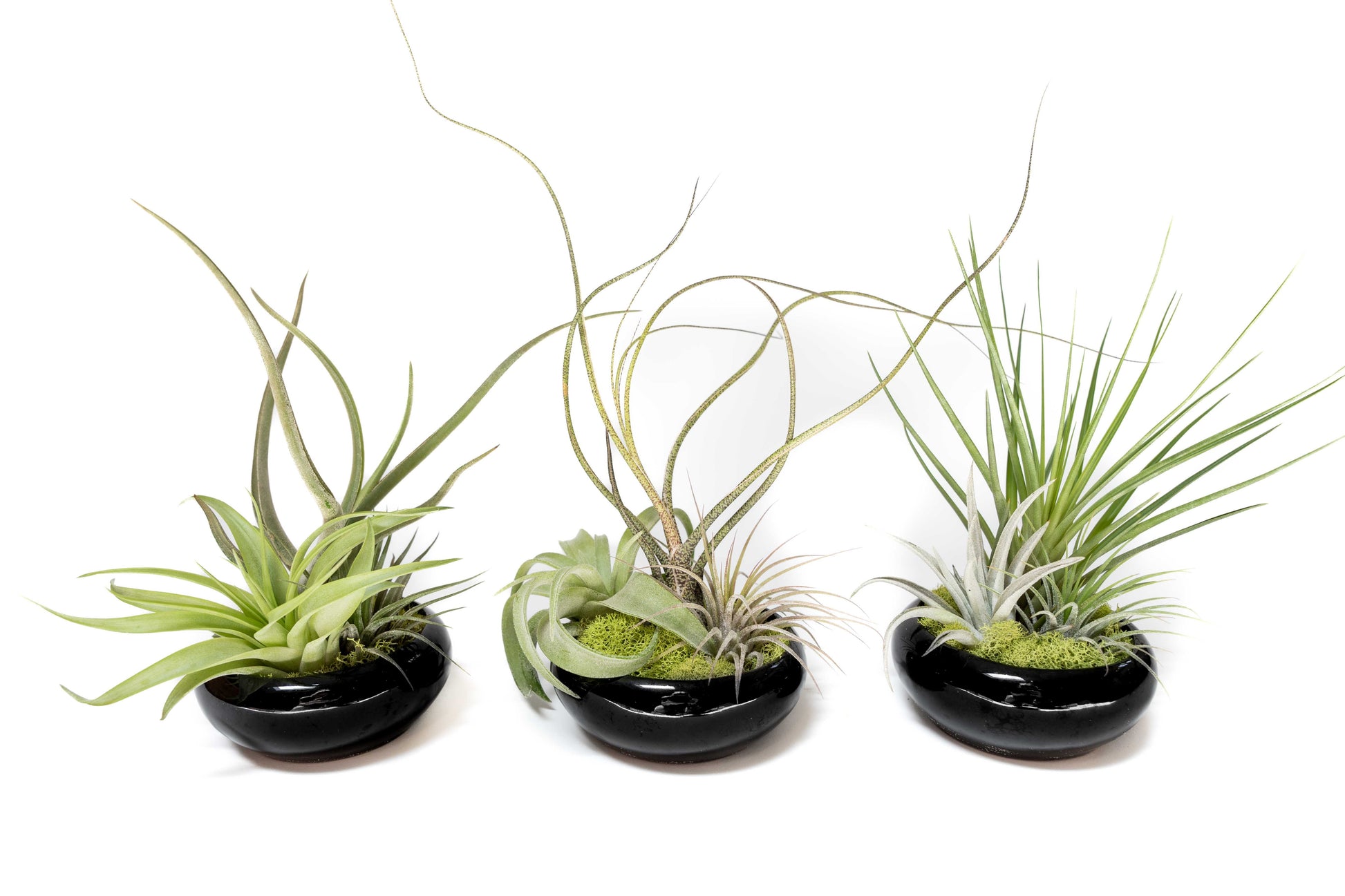 Fully Assembled Tillandsia Air Plant Dish Garden in Black Glazed Container –
