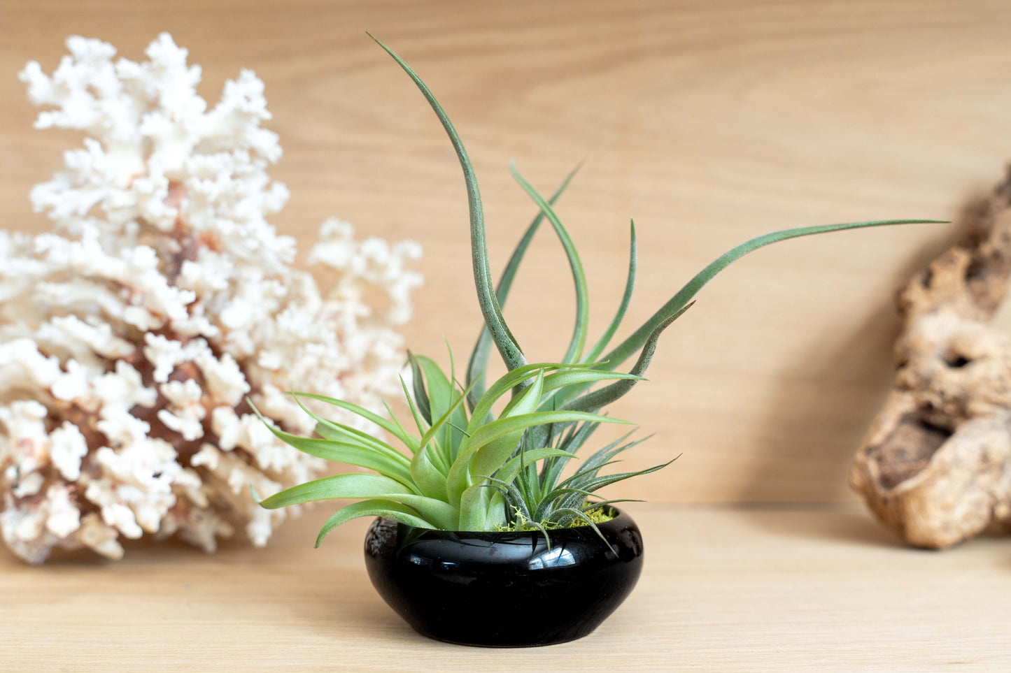 Fully Assembled Tillandsia Air Plant Dish Garden in Black Glazed Container –