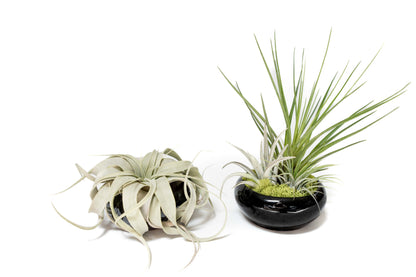Fully Assembled Tillandsia Air Plant Dish Garden in Black Glazed Container –