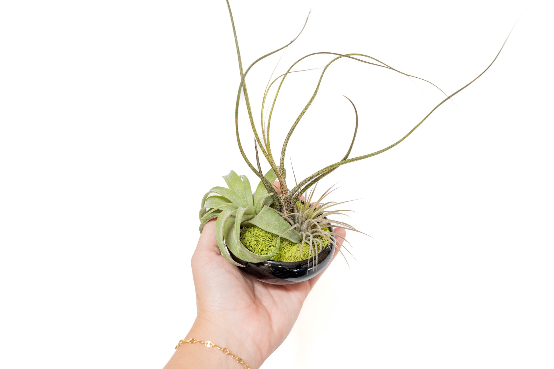 Fully Assembled Tillandsia Air Plant Dish Garden in Black Glazed Container –