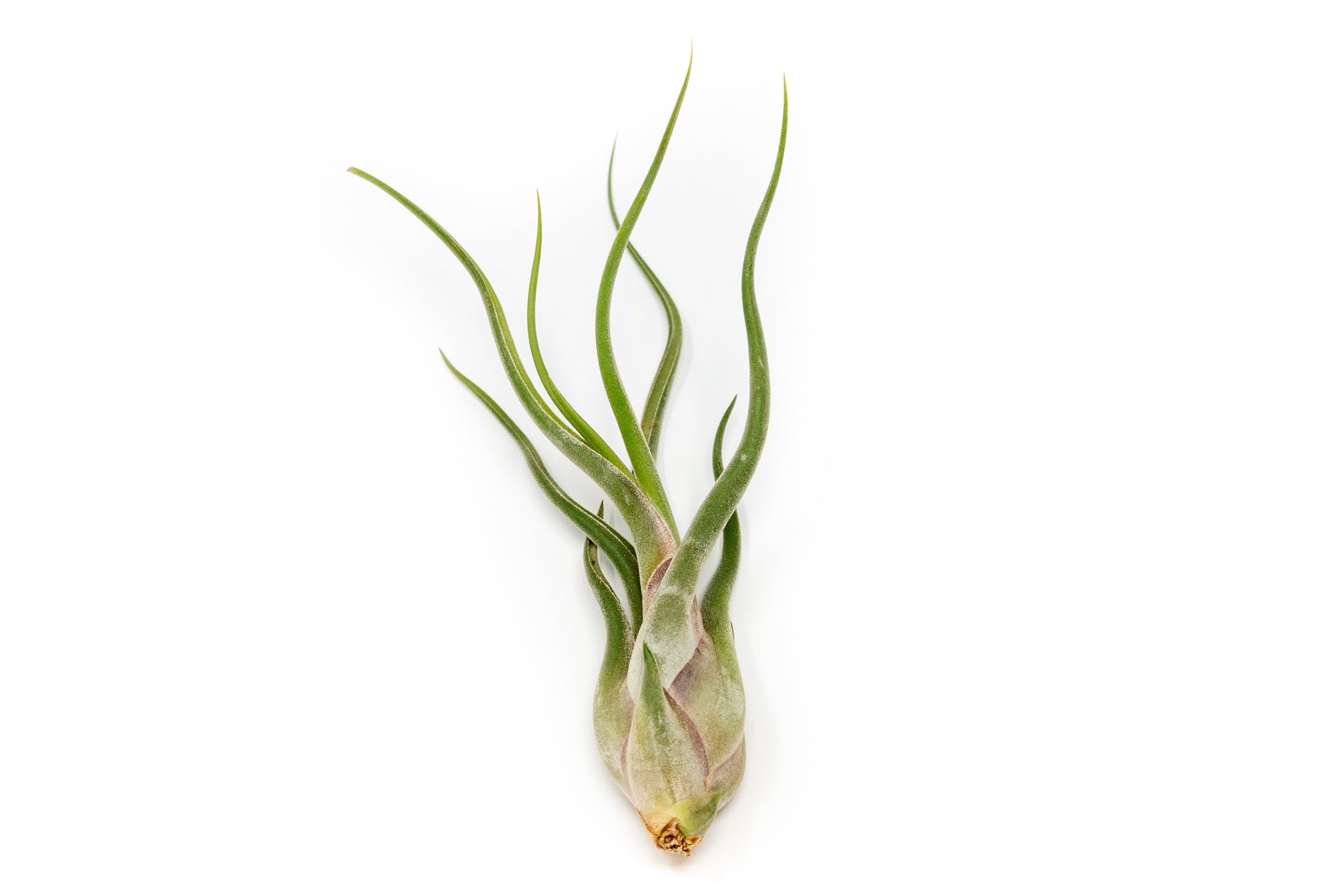 Tillandsia Caput Medusae Air Plants – airplant