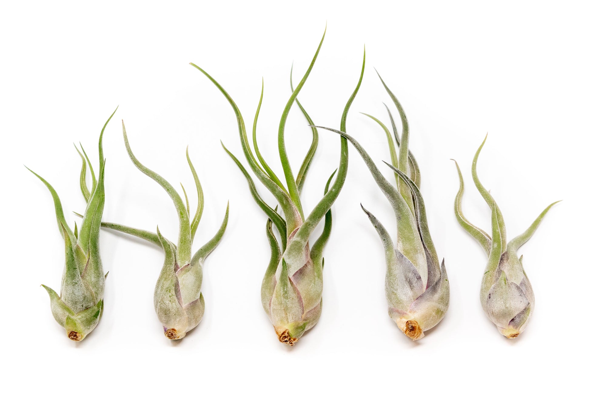 Tillandsia Caput Medusae Air Plants – airplant