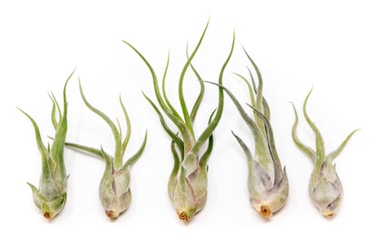 Tillandsia Caput Medusae Air Plants – airplant