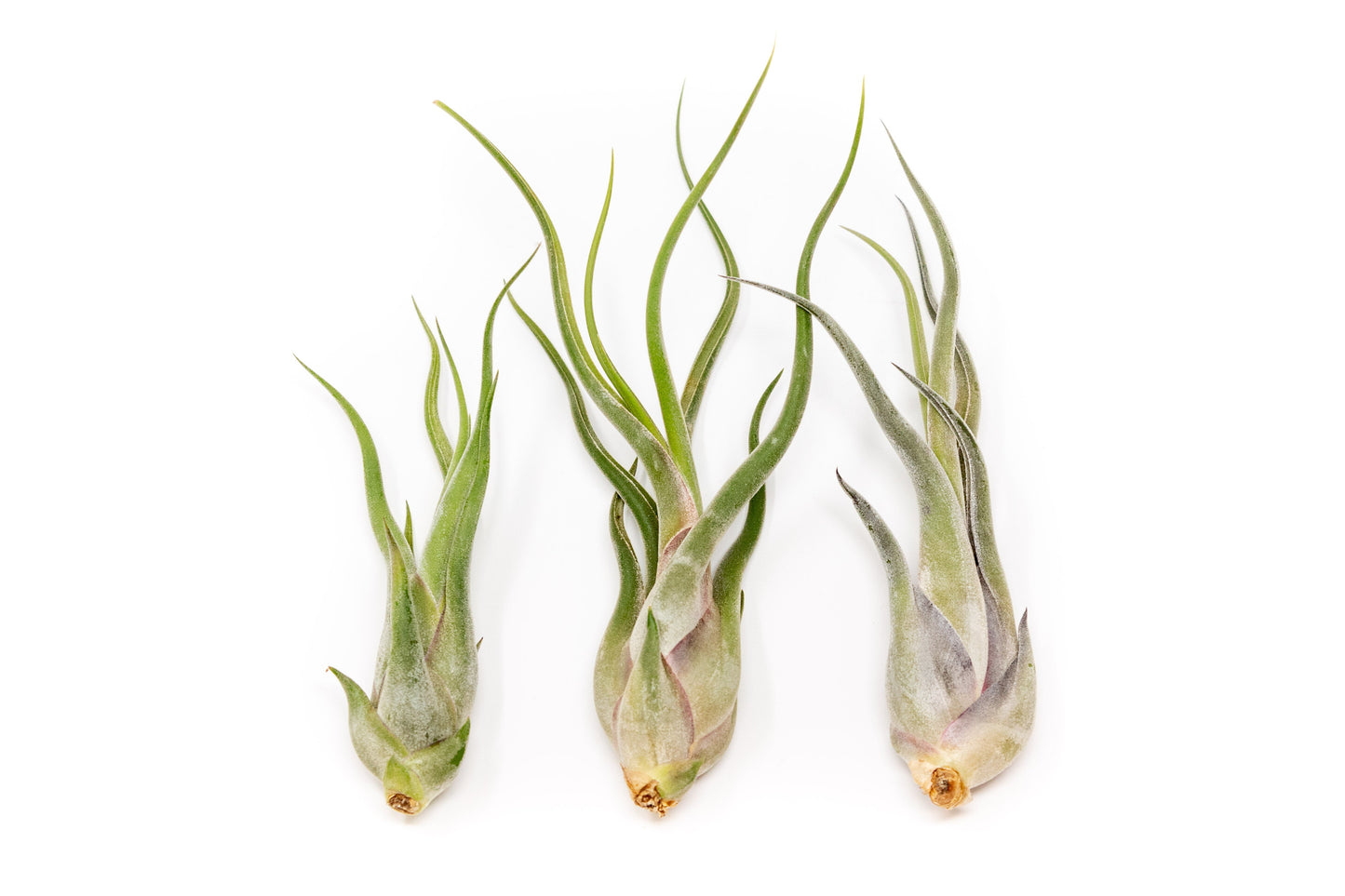 Tillandsia Caput Medusae Air Plants – airplant