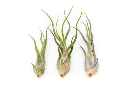 Tillandsia Caput Medusae Air Plants – airplant