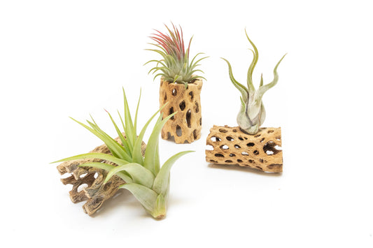 Natural Cholla Wood Containers with Assorted Tillandsia Air Plants - Set of 3 - 20% Off