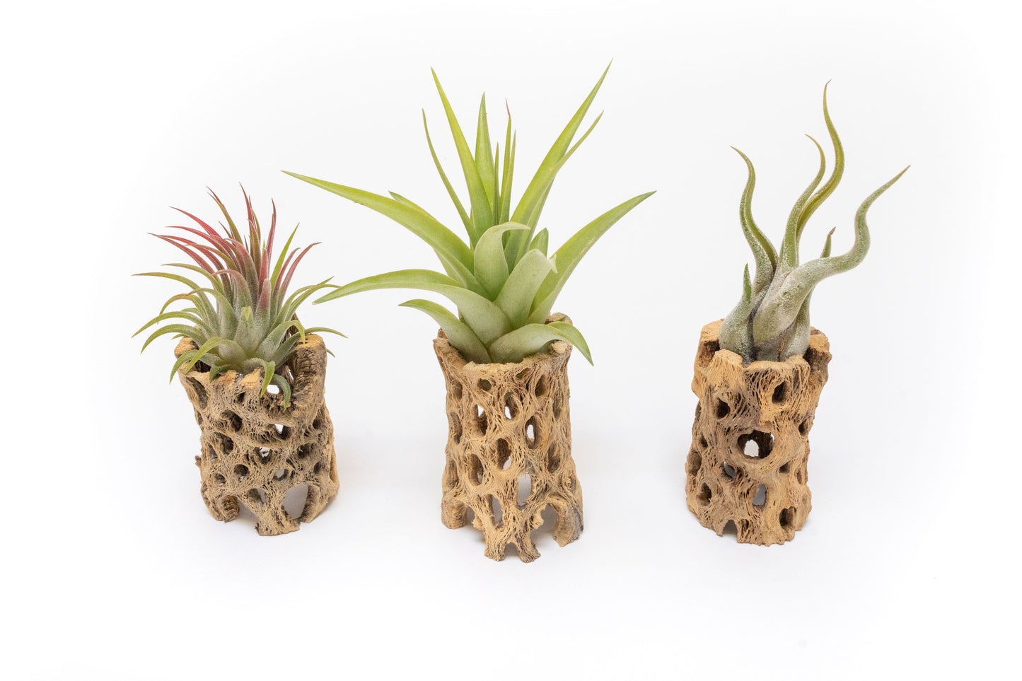 Natural Cholla Wood Containers with Assorted Tillandsia Air Plants - Set of 3 - 20% Off