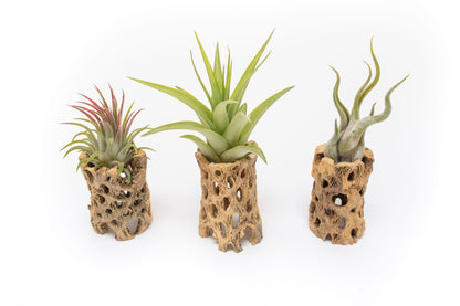 Natural Cholla Wood Containers with Assorted Tillandsia Air Plants - Set of 3 - 20% Off