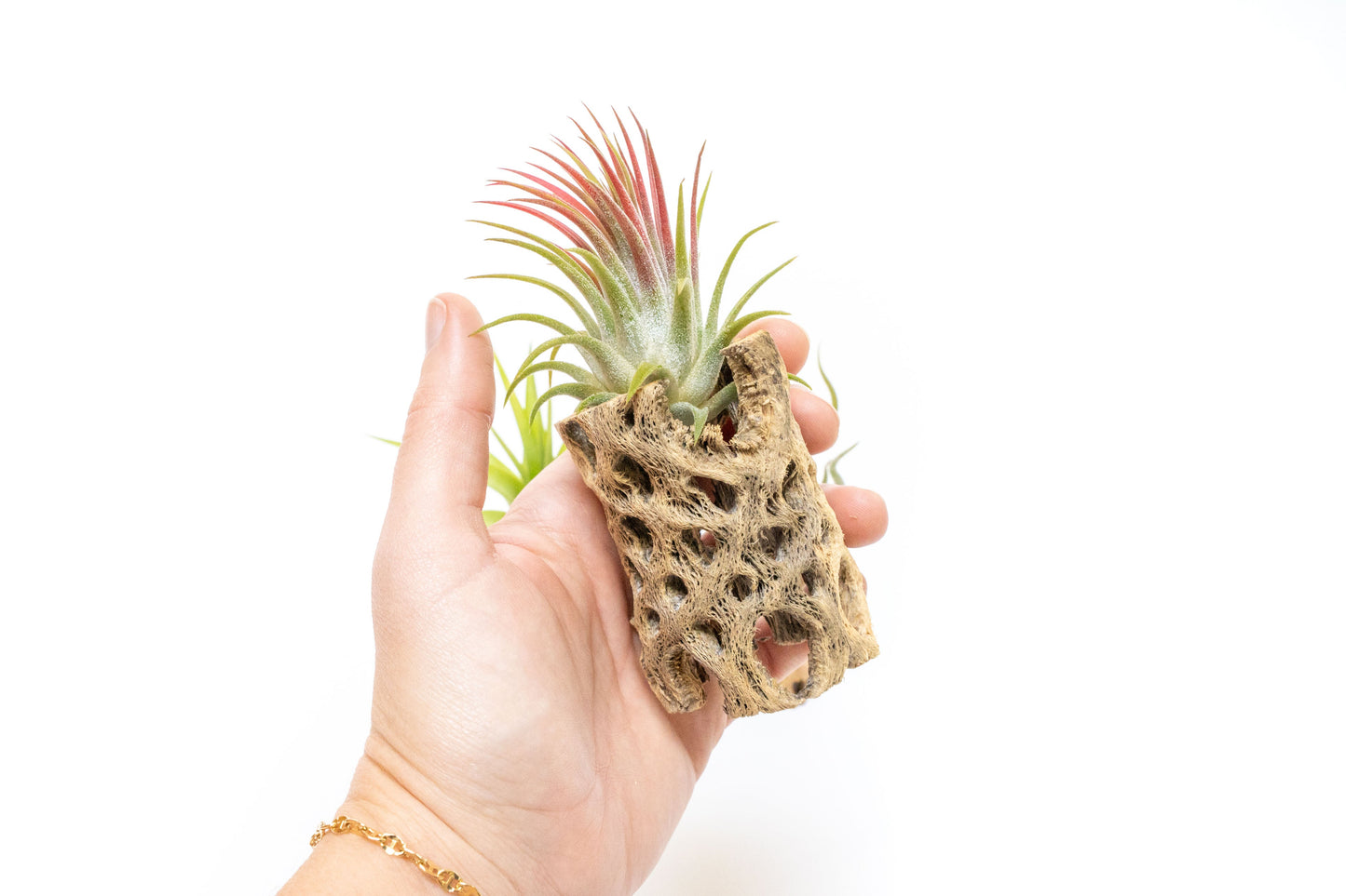 Natural Cholla Wood Containers with Assorted Tillandsia Air Plants - Set of 3 - 20% Off