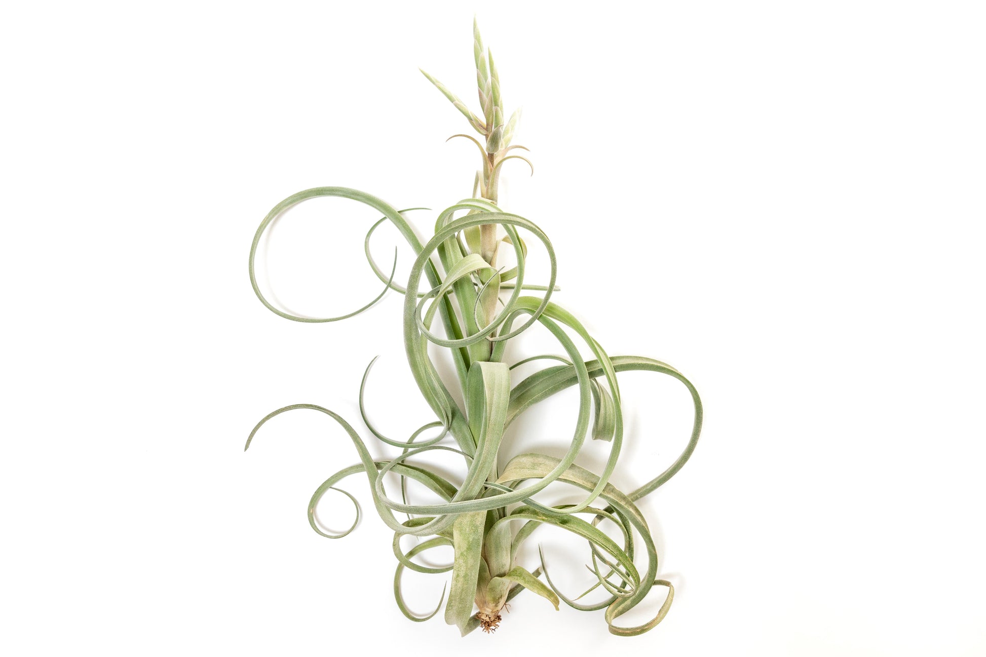 streptophylla air plant Tillandsia Curly Slim (T. Intermedia x T. Streptophylla) Air Plant Single Plant