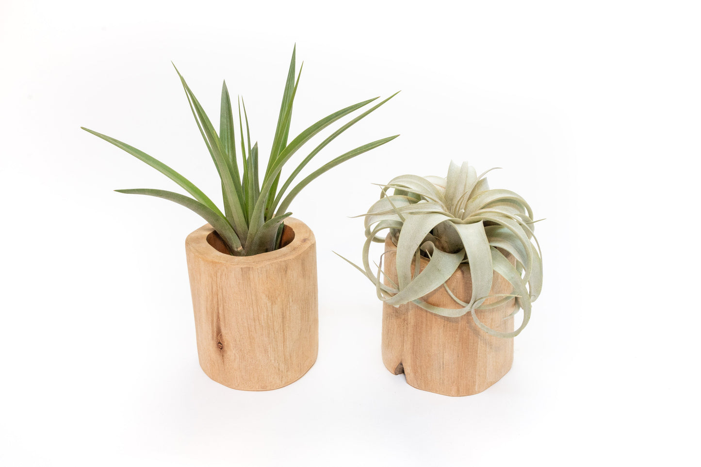 Set of 2 Large Driftwood Containers with Custom Tillandsia Air Plants – Fasciculata + Xerographica Mini