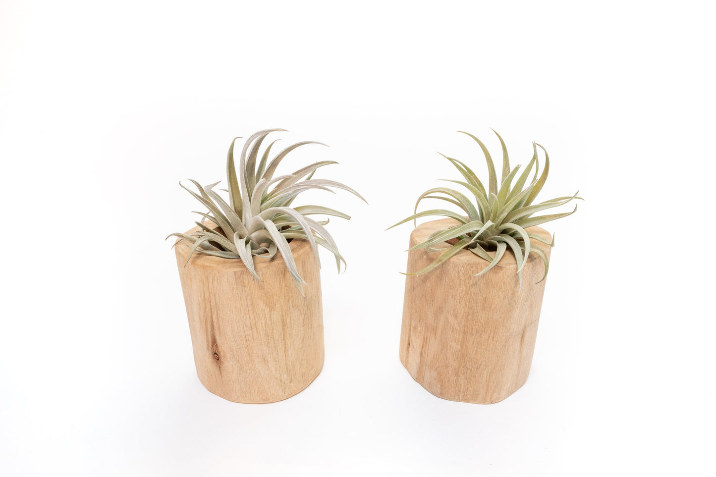 Set of 2 Large Driftwood Containers with Custom Tillandsia Air Plants – Two Harrisii
