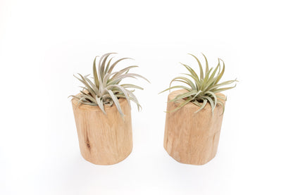 Set of 2 Large Driftwood Containers with Custom Tillandsia Air Plants – Two Harrisii