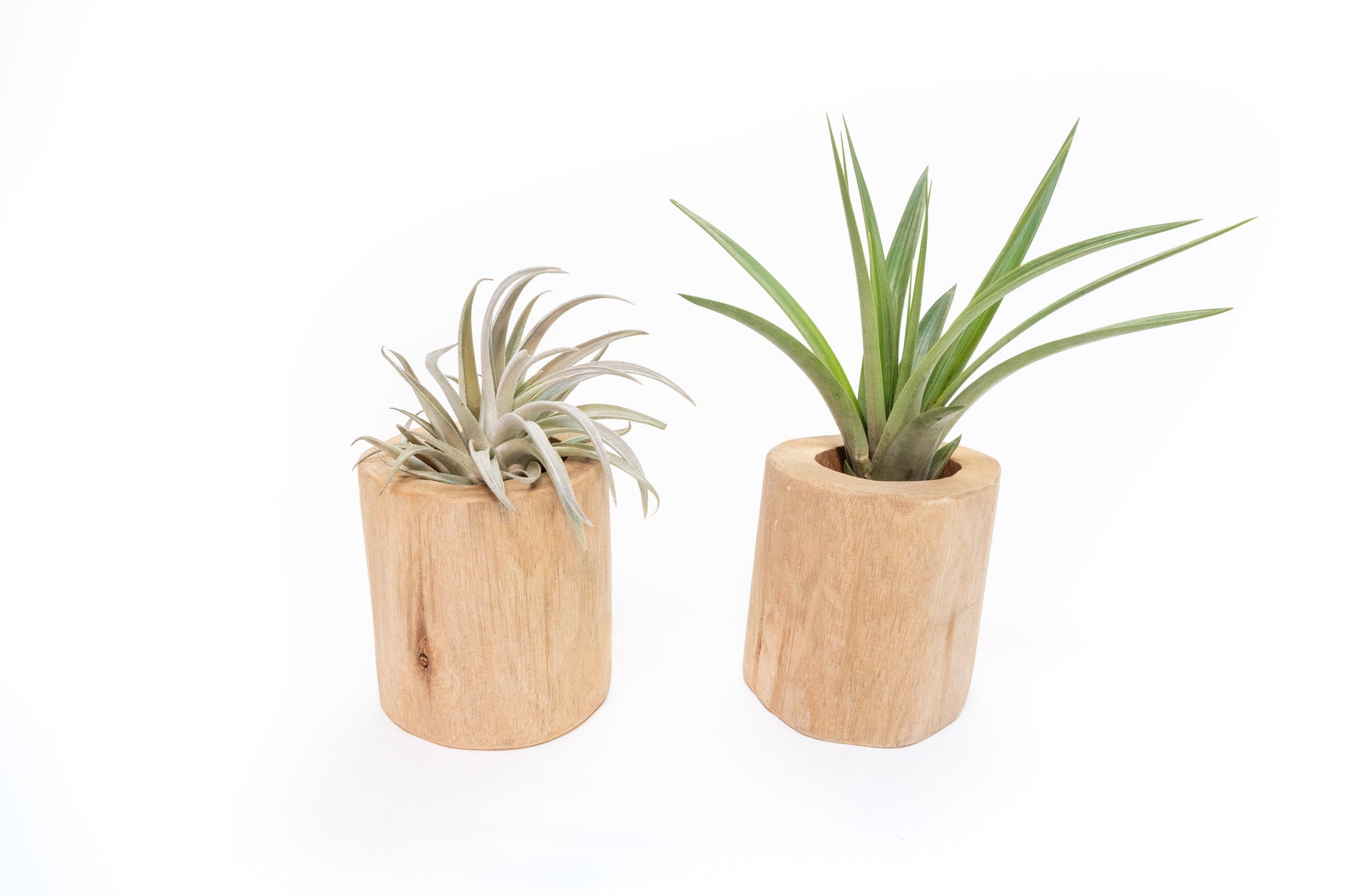 Set of 2 Large Driftwood Containers with Custom Tillandsia Air Plants – Harrisii + Fasciculata