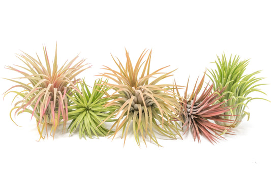 XL Tillandsia Ionantha Rubra Air Plants - Set of 10 or 20