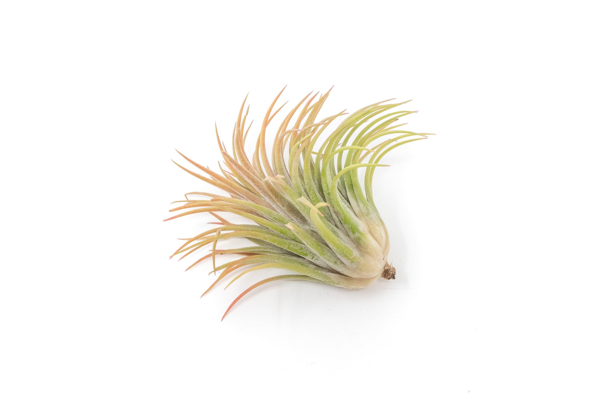 air plant bulk buy Set of 10