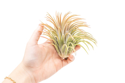 XL Tillandsia Ionantha Rubra Air Plants - Set of 10 or 20